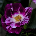 Purple Splash / Перпл Сплеш